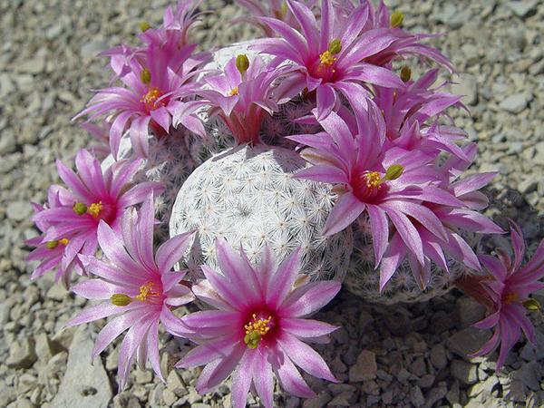 Маммиллярия Эрреры (herrerae)