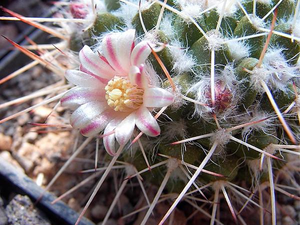 Маммиллярия Карвинского (nejapensis)