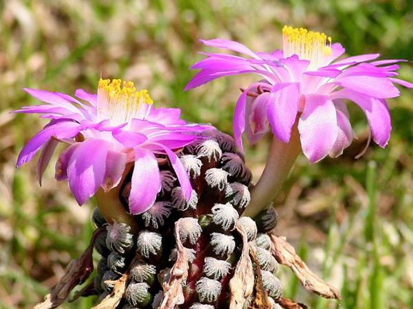 Маммиллярия Тереза (mammillaria theresae)