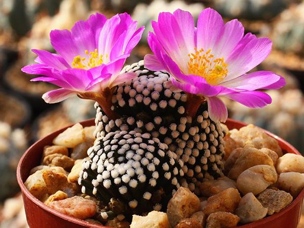 Маммиллярия Люти (luethyi)