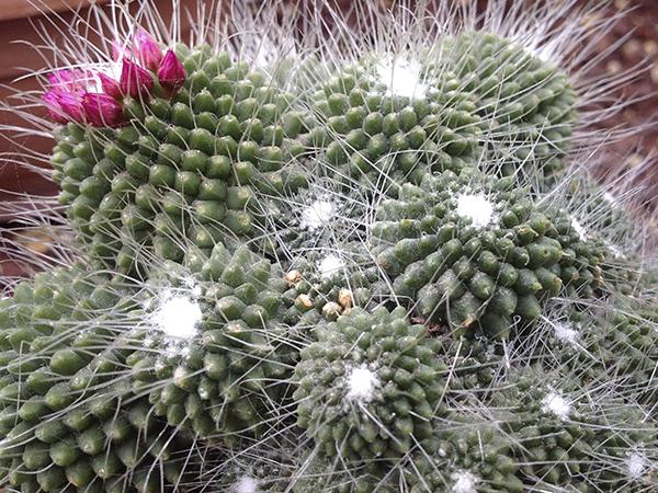 Маммиллярия Колючейшая (mammillaria spinosissima)
