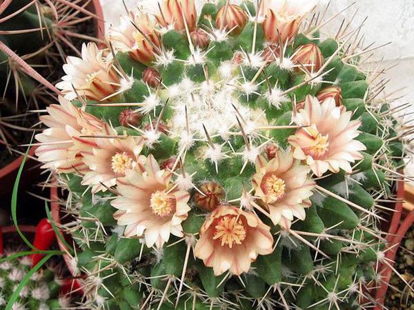 Маммиллярия Крупнососочковая (magnimamma)
