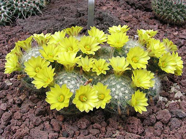 Маммиллярия Баума (mammillaria baumii)