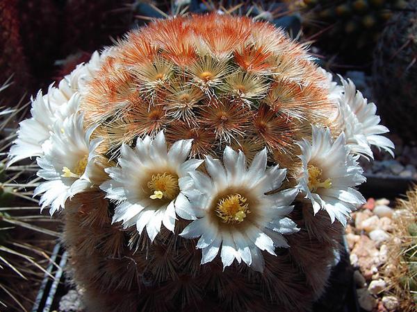 Маммиллярия Кармен (mammillaria carmenae)