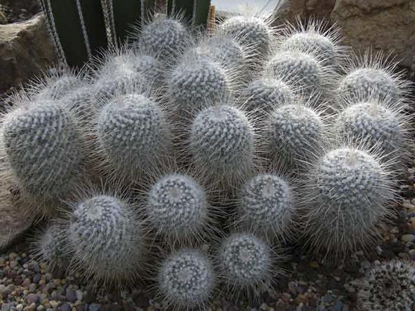 Маммиллярия Парноколючковая (geminispina)