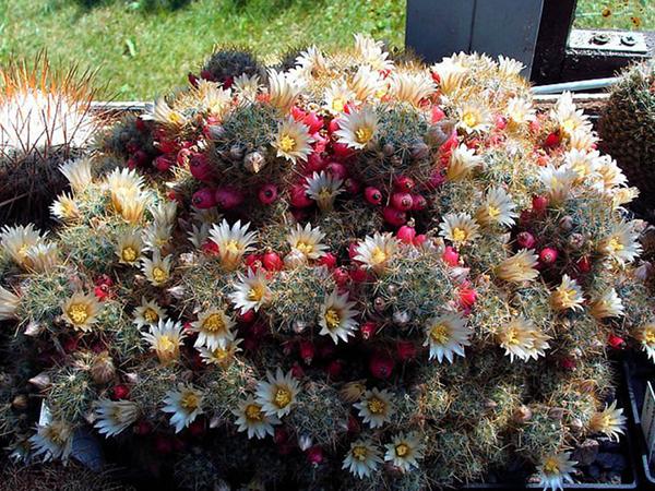 Маммиллярия Побегоносная (mammillaria prolifera)