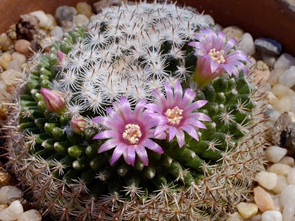Маммиллярия Превосходная (mammillaria perbella)