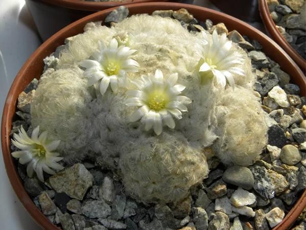 Маммиллярия Перистая (plumose)