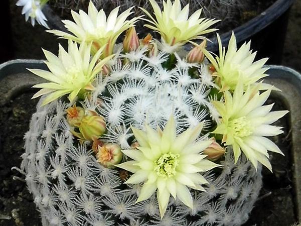 Маммиллярия Дюве (duwei)