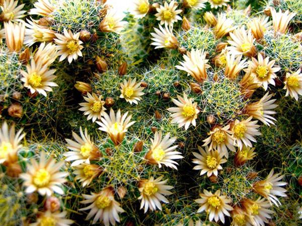 Маммиллярия Вильда (mammillaria wildii)