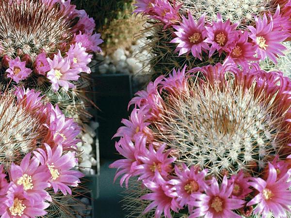 Маммиллярия Зейльмана (mammillaria zeilmanniana)