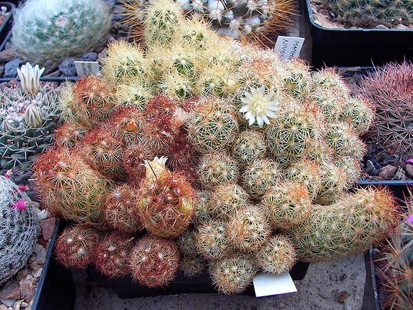 Маммиллярия Удлиненная (mammillaria elongata)