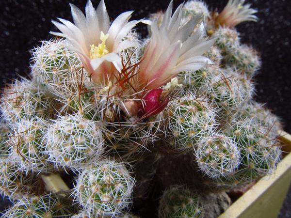 Маммиллярия Стройная (mammillaria gracilis)