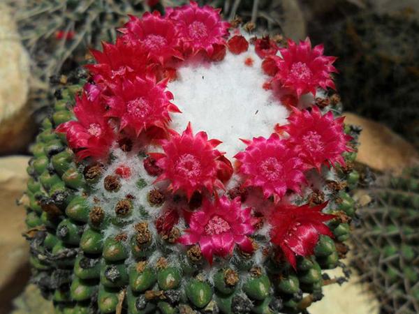 Маммиллярия Полителе (polythele)