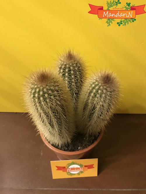 Пародия Отта, Нотокактус Отта в магазине mandarin-shop.ru купить