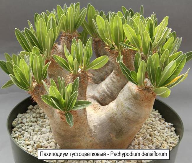 Пахиподиум густоцветковый - Pachypodium densiflorum