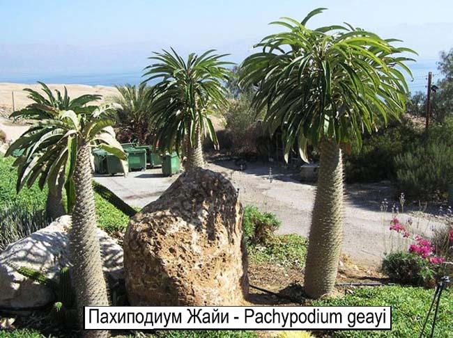Пахиподиум Жайи - Pachypodium geayi