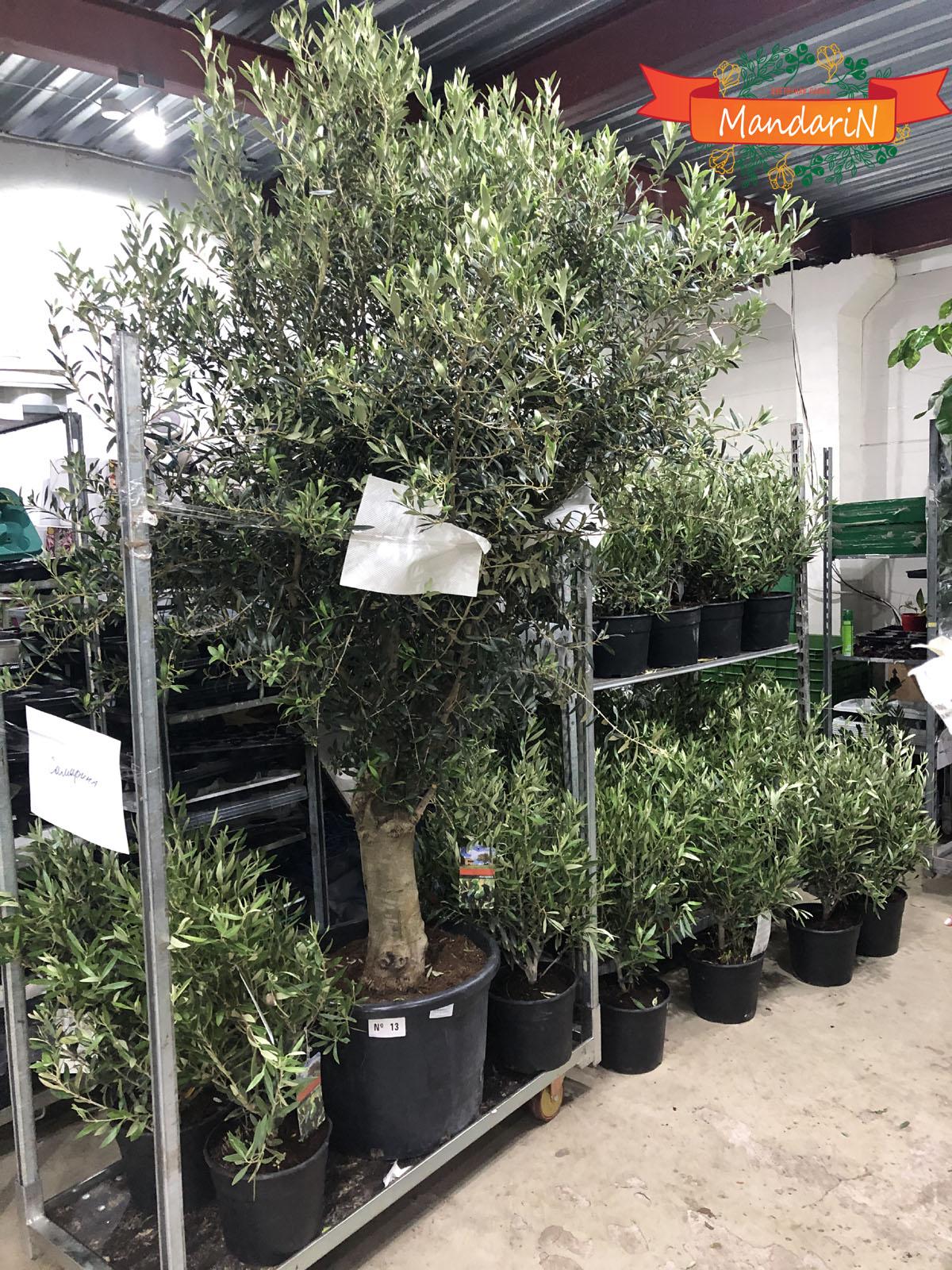 Оливковое дерево 210 см в mandarin-shop.ru