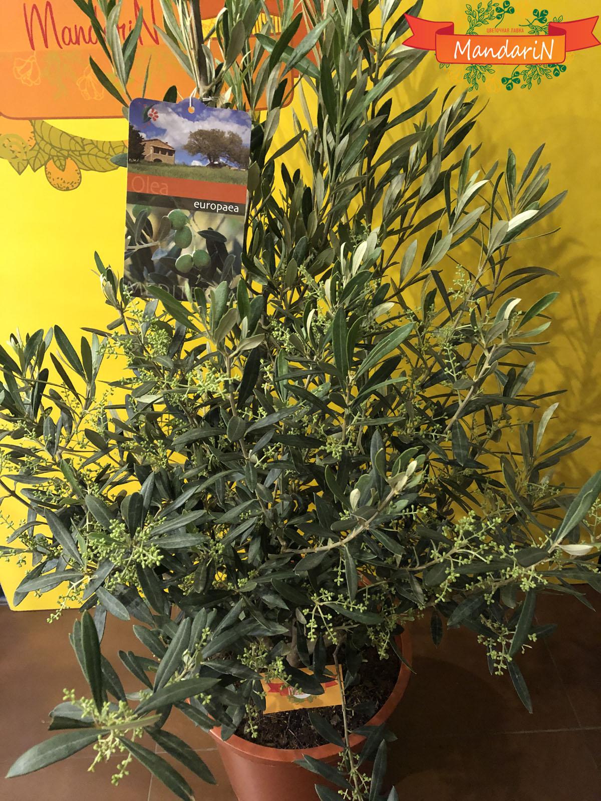 Оливковое дерево КУСТ, маслина европейская 
