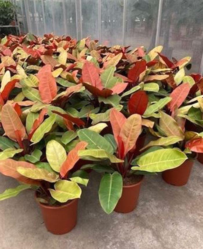 Филодендрон Оранж - Philodendron Orange D27 H50