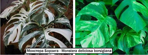 Монстера Борзига - Monstera deliciosa borsigiana