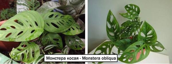 Монстера косая - Monstera obliqua