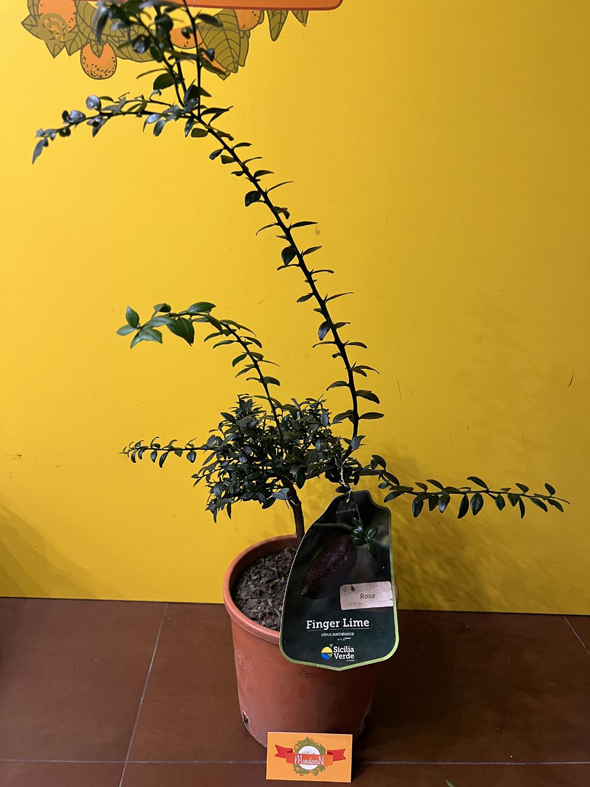 Фингер лайм