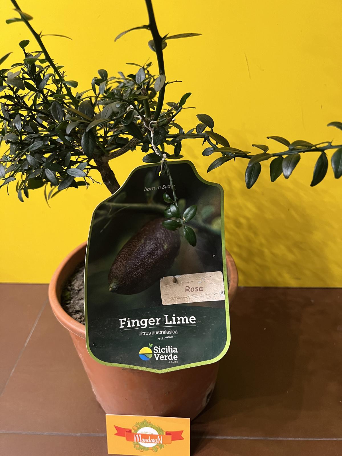 пальчиковый лайм