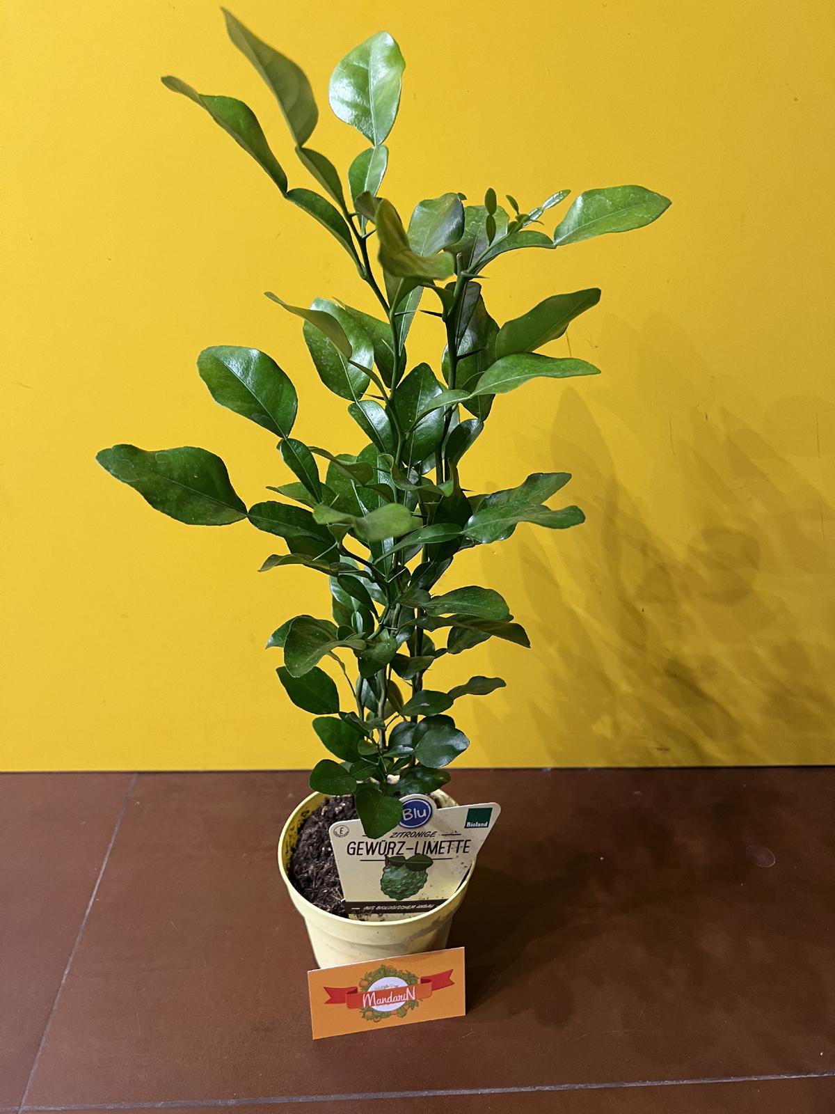 Каффир лайм