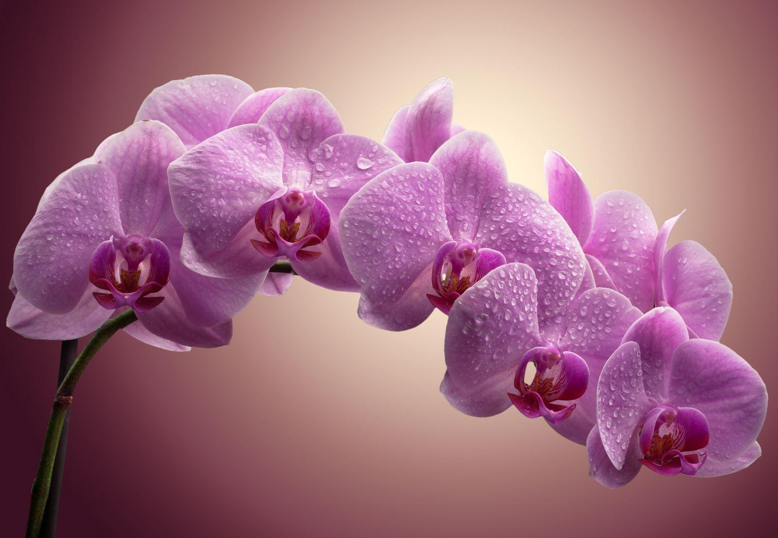 Орхидеи в магазине Мандарин