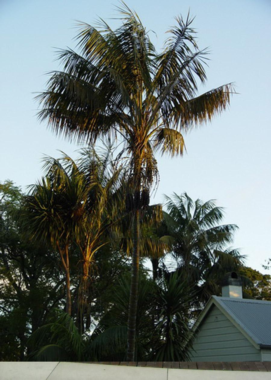 Пальма Ховея в природе