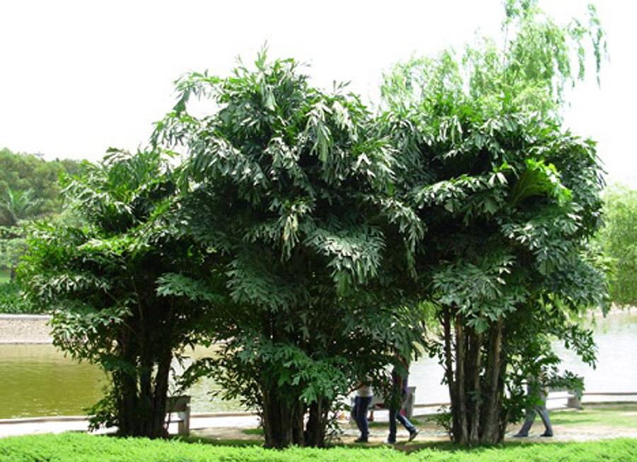 Пальма Кариота буш в природе