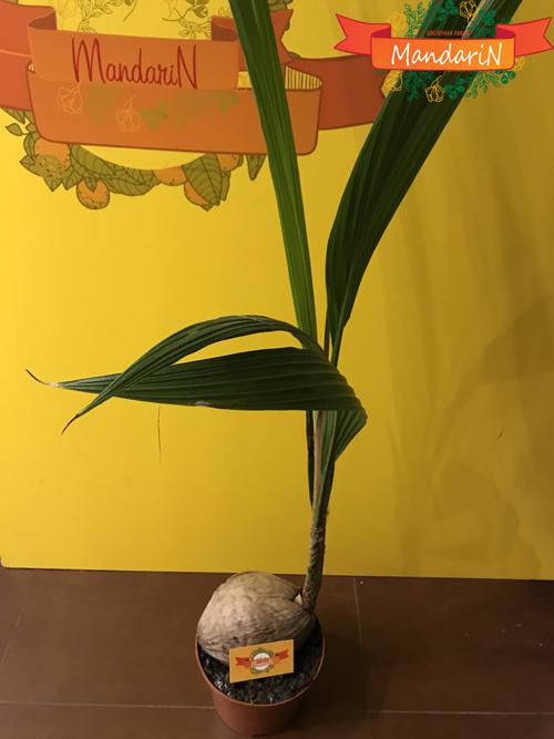 Кокосовая пальма в магазине Mandarin-shop.ru