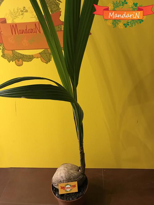Кокосовая пальма в магазине Mandarin-shop.ru орех