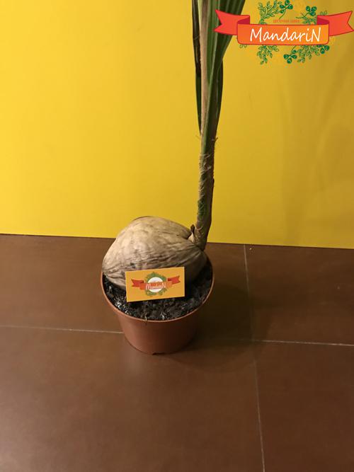 Кокосовая пальма в магазине Mandarin-shop.ru