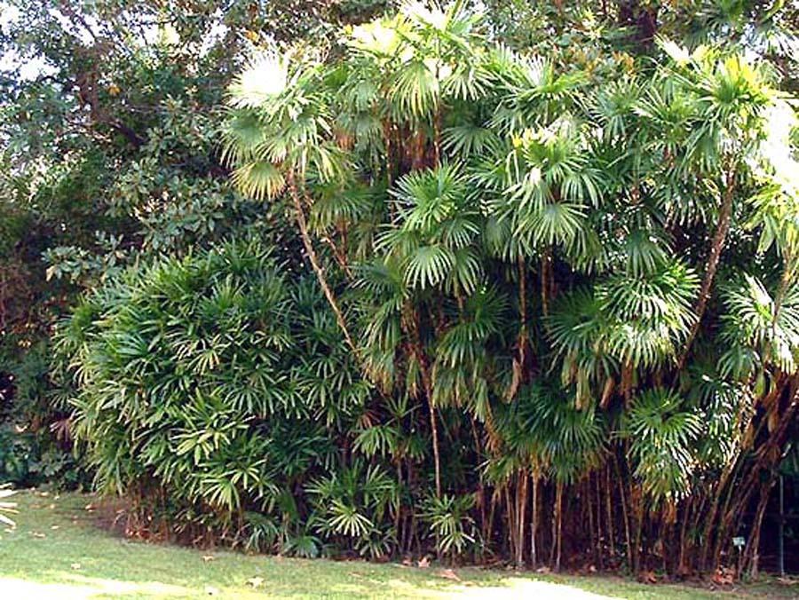 Пальма рапис (бамбуковая пальма) в природе