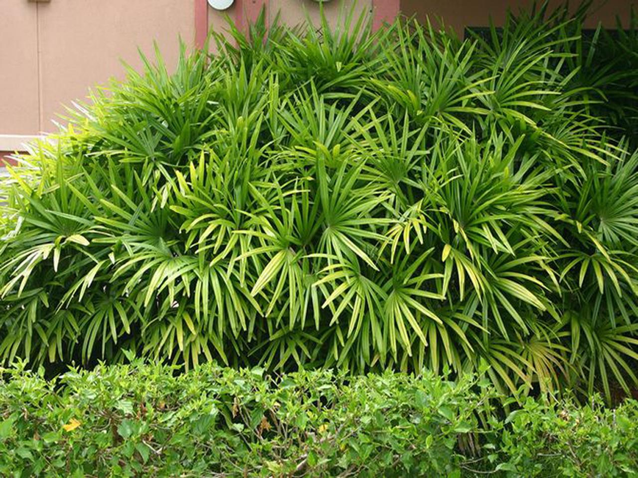Пальма рапис (бамбуковая пальма) на улице
