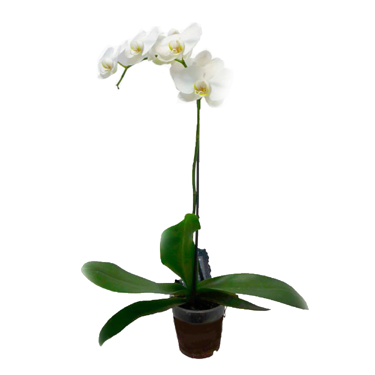 Фаленопсис - Phalaenopsis Diamant D12 H50