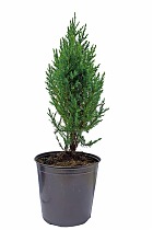 Китайский Можжевельник Стрикта (Juniperus chin. Stricta) D12 H40