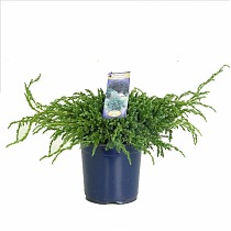 "Blue Carpet" чешуйчатый можжевельник (Juniperus squamata 'Blue Carpet') D9 H15