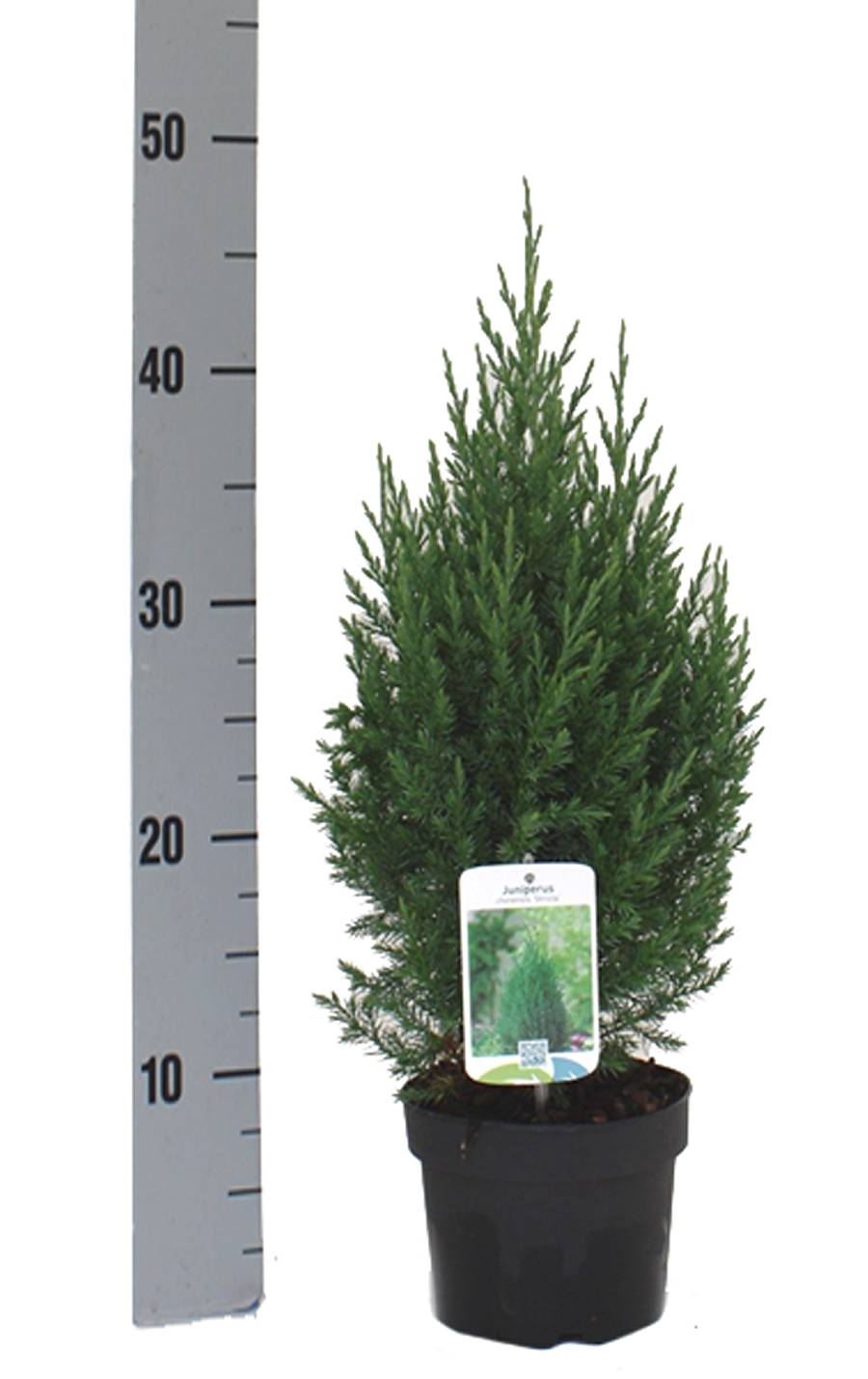 Китайский Можжевельник Стрикта (Juniperus chin. Stricta) D17 H45