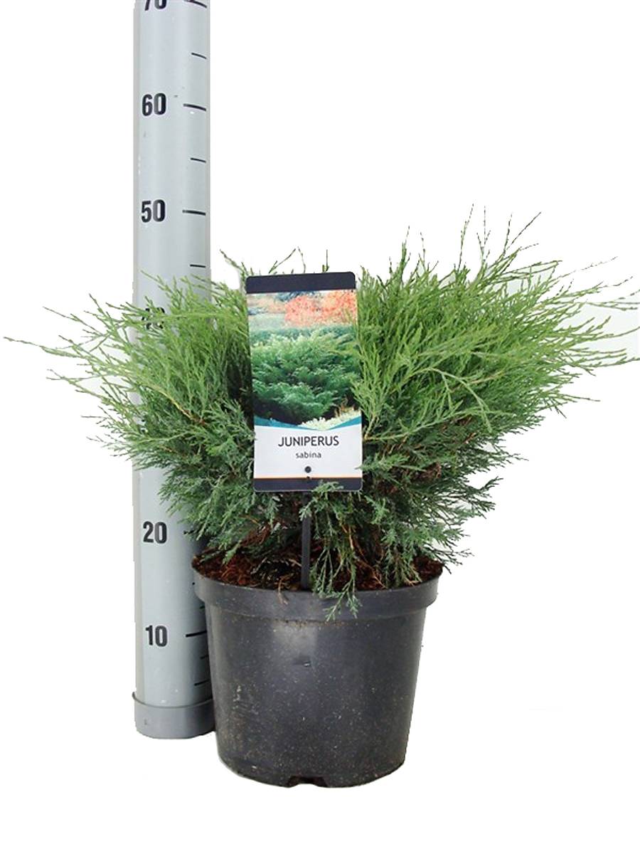 Сабина Можжевельник казацкий (Juniperus  sabina) D19 H45