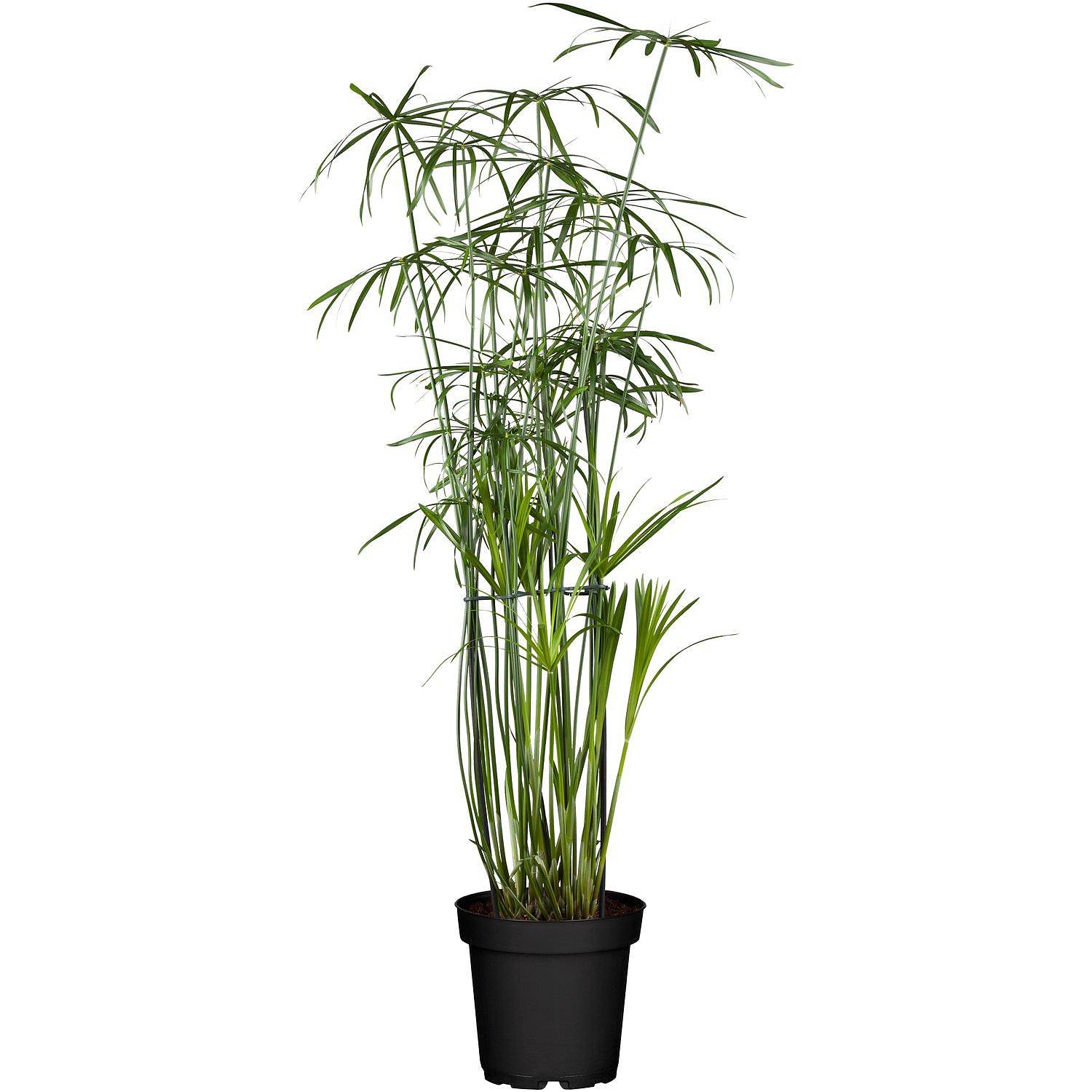 Циперус хаспан - Cyperus haspan D12 H50