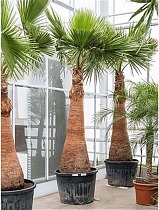 Пальма Вашингтония нитчатая (нитеносная) - Washingtonia filifera D70 H280