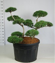Бонсай Сосна- Bonsai Pinus mugo D80 H140