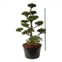 Бонсай Сосна - Bonsai Pinus contorta D90 H200