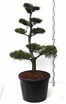 Бонсай Сосна - Bonsai - Pinus contorta D65 H140