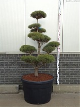Бонсай Сосна - Bonsai Pinus sylvestris D70 H180