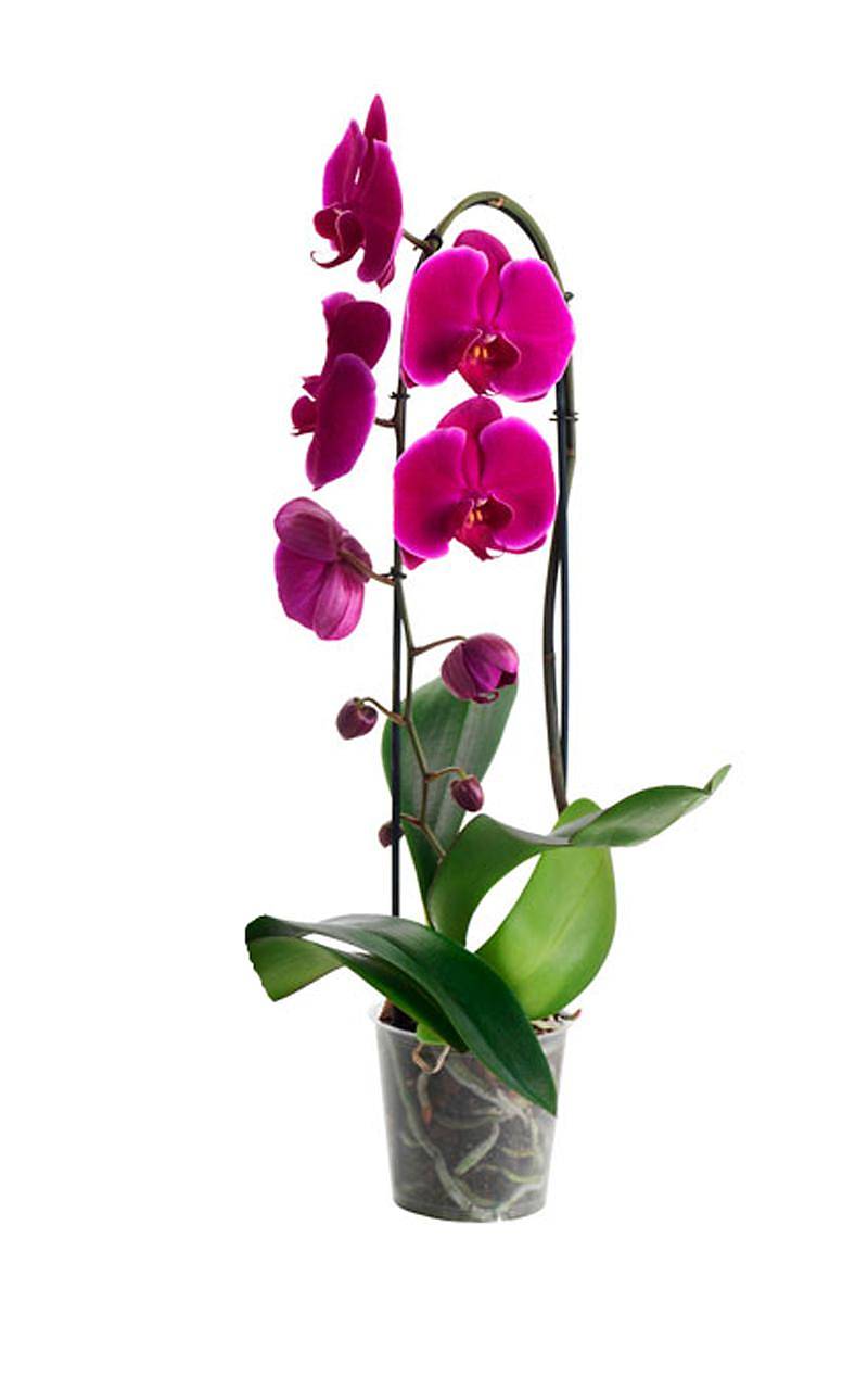 Каскадный фаленопсис - Phalaenopsis Cascade Happy News ‘Spring Angel’ D12 H60