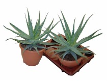 Алоэ древовидное - Aloe arborescens D5 H15